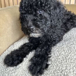 Blue - Black and white male Sheepadoodle puppy in La Habra, California from Real Doodles of OC