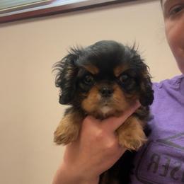 Reese - Black and tan male Cavalier King Charles Spaniel puppy in New Cumberland, Pennsylvania from Novella Cavaliers
