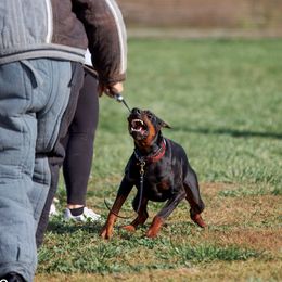 Doberman Pinschers from Doig Dobermans