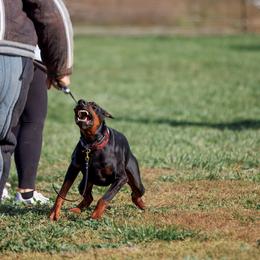Doberman Pinschers from Doig Dobermans