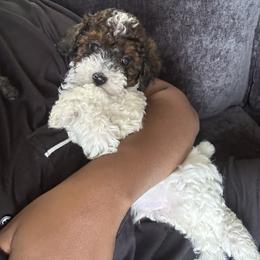 Moo Moo - Parti male Poodle puppy in Kissimmee, Florida from Unique Poodles