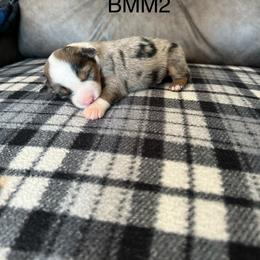 RMM - Red merle male Miniature Australian Shepherd puppy in Tallapoosa, Georgia from Williams Shepherds
