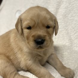Yellow Girl - Golden female Golden Retriever puppy in Rockwell, North Carolina from KnL Golden Acres