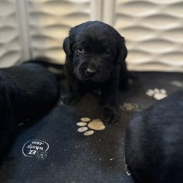 Labrador Retriever Puppies from Lookout Mountain Labrador Retrievers