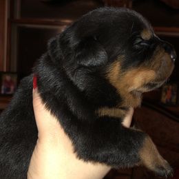 Rottweiler Puppies from RoyaLuxe K9