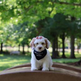 Petal - Caramel female Australian Labradoodle puppy in Redding, California from Shasta Royal Monroe Puppies
