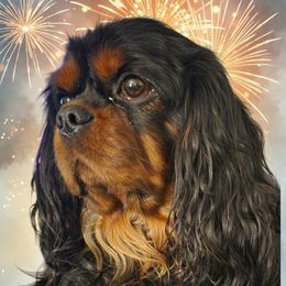 Fabio - Cavalier King Charles Spaniel