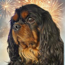 Fabio - Cavalier King Charles Spaniel