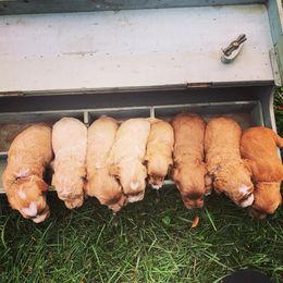 Australian Labradoodle Puppies from Wild Daisy Labradoodles