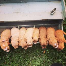 Australian Labradoodle Puppies from Wild Daisy Labradoodles