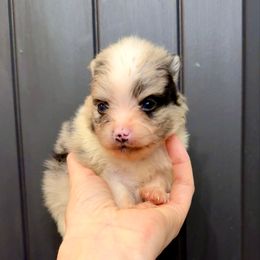 Prancer - Blue merle female Pomeranian puppy in Stroud, Oklahoma from Laik’s Little Shihtz & Poms