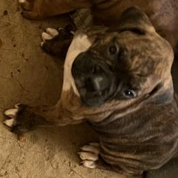 Bailey - Brindle female Boxer puppy in Cannon Falls, Minnesota from Pattys Boxers and Bulldogs