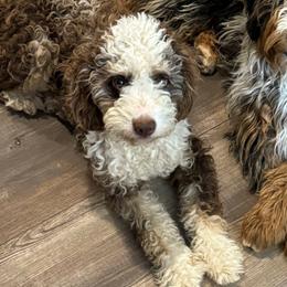 Hazel - Bernedoodle