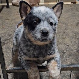 Habanero - Blue mottled male Australian Cattle Dog puppy in China Grove, North Carolina from Indigojos Australian Cattle Dogs