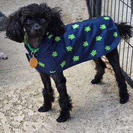 Poodle puppies from McIntosh Toy Poodles
