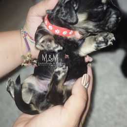 Zero - Black and cream male Dachshund puppy in Stockton, California from M&M Dachshund's & Goldens