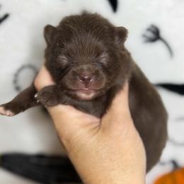 DIOR - Chocolate female Pomeranian puppy in Kingwood, Texas from Treasured Jewels Pomeranians