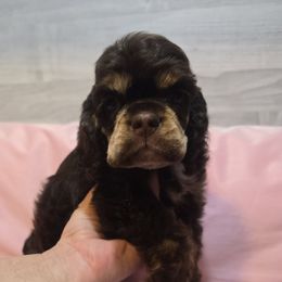 Sasha - Brown and tan female Cocker Spaniel puppy in Florence, South Carolina from Reddick's American Cocker Spaniels