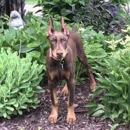 Doberman Pinscher Puppies from Jensen Dobermans