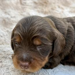 Chippa - Chocolate and tan female Dachshund puppy in Cypress, California from Dickeys Doxies