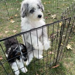 Aussiedoodle All Grown Up from Mini AussieDoodles on Meadow Lane