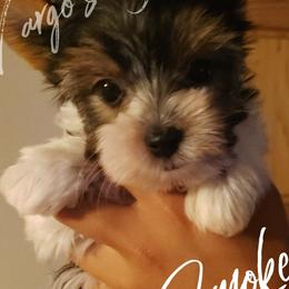 Yorkshire Terriers from Vargo's Yorkies LLC