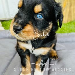 Black Tri Male - Black tri-color Australian Shepherd puppy in Liberty, Tennessee from Stone Hollow Aussies