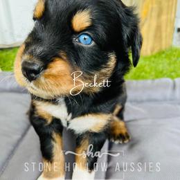 Black Tri Male - Black tri-color Australian Shepherd puppy in Liberty, Tennessee from Stone Hollow Aussies