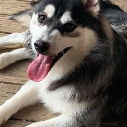 Pomskies from Pioneer Pomskys