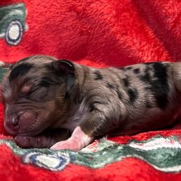 Minimal white blue merle - Blue merle male Miniature Australian Shepherd puppy in Connelly Springs, North Carolina from Appalachian Aussies