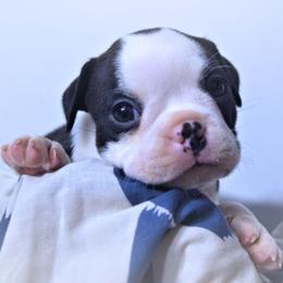 Baby Ophelia - Black and white female Boston Terrier puppy in Kingsport, Tennessee from Sleepwalker Bostons