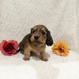 CKC reg. Logan - Red male Dachshund puppy in Palestine, Texas from Oak tree Dachshunds
