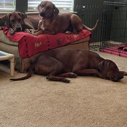 Rhodesian Ridgeback Puppies from Zambezi River Ridgebacks