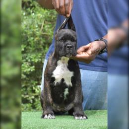 Female 3 - Black brindle female Cane Corso puppy in Willis, Texas from Royal Guardian Cane Corso