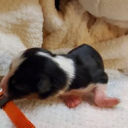 Miniature Australian Shepherd Puppies from Barnyard Mini Aussies