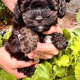 Teddy - Brindle male Poodle puppy in Cisco, Texas from Southern Girls Poodles
