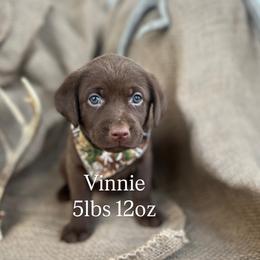 Vinnie - Chocolate male Labrador Retriever puppy in Puyallup, Washington from 12 Door Farm Labradors