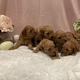 Cockapoo Puppies from Martin's Cockapoos