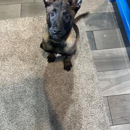 Belgian Malinois Puppies from Focused Obedient Belgian Malinois