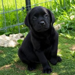 Cash - Black male Dilute Retriever puppy in Baldwin City, Kansas from Hedge Lane Labradors