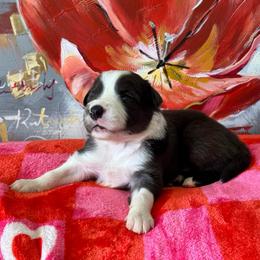 Sunny - Blue merle male Border Collie puppy in Hartsville, South Carolina from Wiggles 4 Life