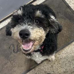 Iris - Bernedoodle