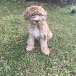 Aussiedoodle and Bernedoodle Puppies from LolliPop Farms