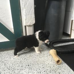 Noname 1 - Black male Border Collie puppy in New Franklin, Ohio from Whipple Farms