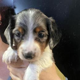 Sherry - Dapple female Dachshund puppy in Bigfork, Minnesota from Dachshunds Up North