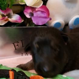 German Shepherd Puppies from Froschwald Kennels