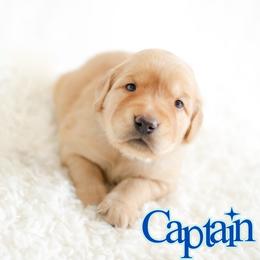 Captain - Golden male Golden Retriever puppy in Idaho Falls, Idaho from Brinton Goldens