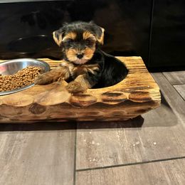 Pink collar - Black and tan Yorkshire Terrier puppy in Pikeville, North Carolina from A Yorkie’s World