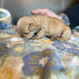 Brussels Griffon Puppies from Shelly's Brussels Griffons