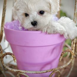 Lacey - White female Bichon Frise puppy in Upland, California from Prime Paradise Kennel